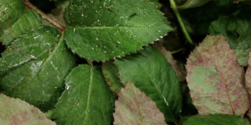 Georgia returns 13,350 imported rose branches over phytosanitary violations