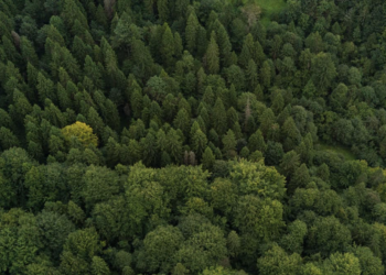 Government approves removal of nearly 9,700 Red List trees for Gogni wind farm