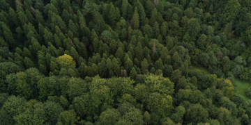 Government approves removal of nearly 9,700 Red List trees for Gogni wind farm