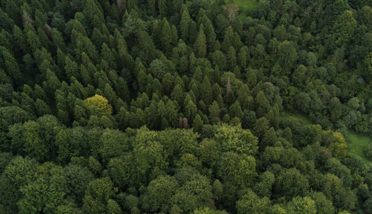 Forest. Source: National Forestry Agency