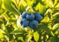 Georgia’s blueberry exports rise 9%, top $34 million