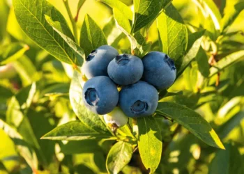Georgia’s blueberry exports rise 9%, top $34 million