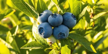 Georgia’s blueberry exports rise 9%, top $34 million