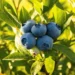 Georgia’s blueberry exports rise 9%, top $34 million