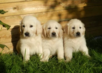 Pet dogs to receive free sterilization, microchipping in regions