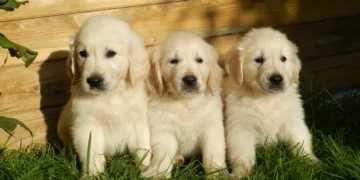 Pet dogs to receive free sterilization, microchipping in regions