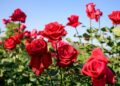 Georgia returns Armenian roses over phytosanitary violations