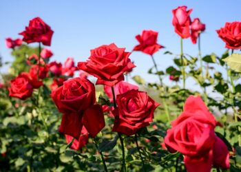 Georgia returns Armenian roses over phytosanitary violations