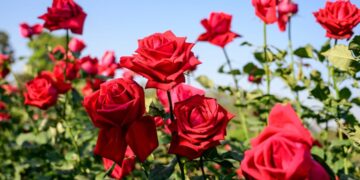 Georgia returns Armenian roses over phytosanitary violations