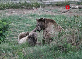 New zoo section – Caucasus exhibition opens in test mode