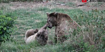 New zoo section – Caucasus exhibition opens in test mode