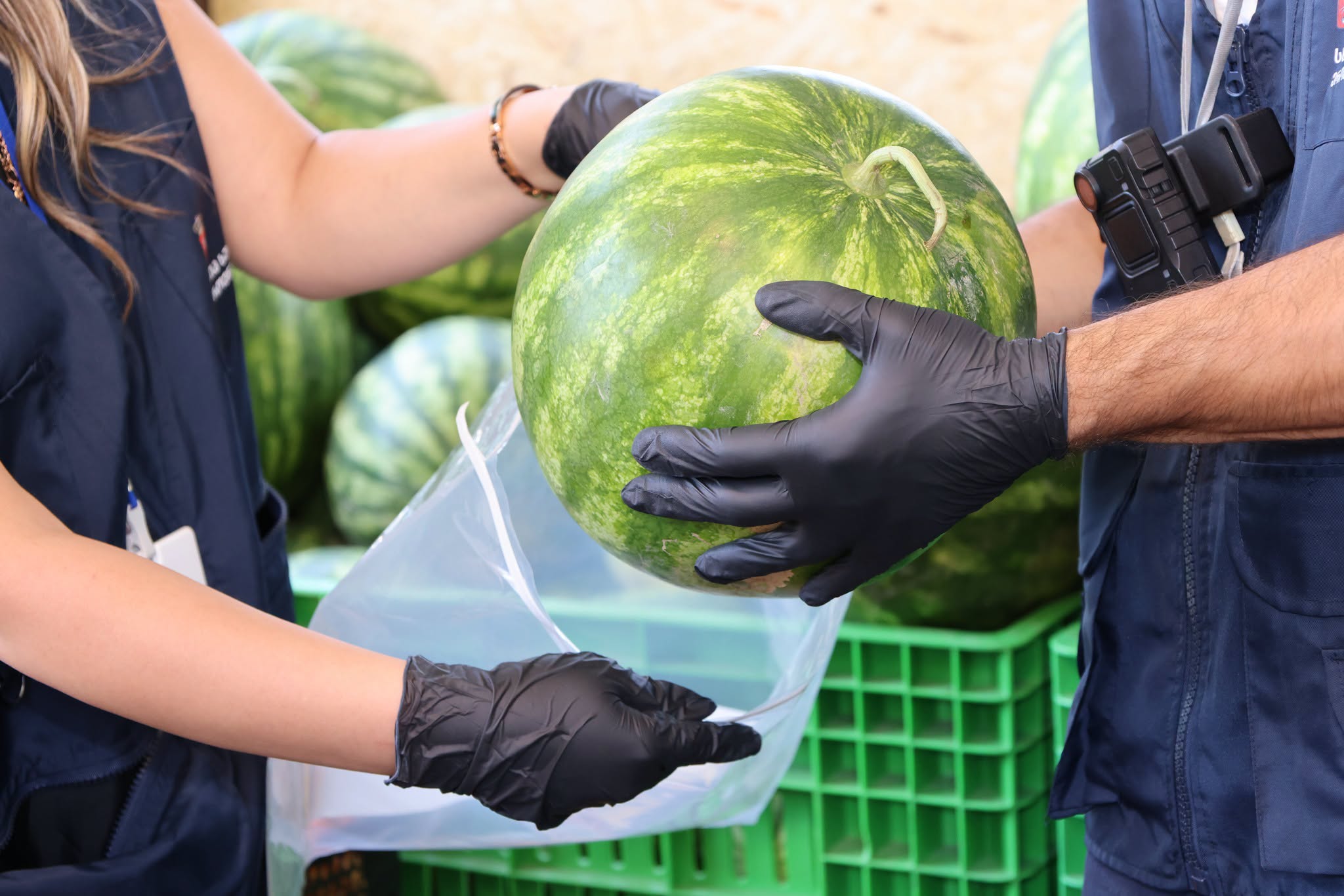 National Food Agency: No nitrate violations found in watermelon and melon samples