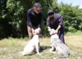 Free microchipping, vaccination for owned dogs begins across Georgia