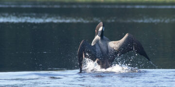 A loon. Photo by the author