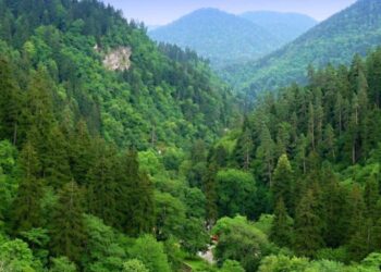 Georgia detects 1,026 illegal forest use cases in seven months, 112 in July