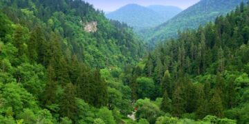Georgia detects 1,026 illegal forest use cases in seven months, 112 in July
