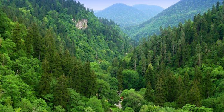 Georgia detects 1,026 illegal forest use cases in seven months, 112 in July