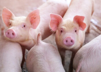 Georgia’s live pig imports hit record high, 100% from Russia