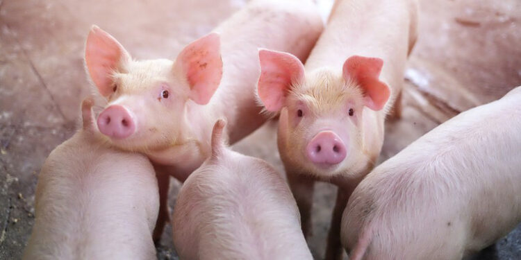 Georgia’s live pig imports hit record high, 100% from Russia